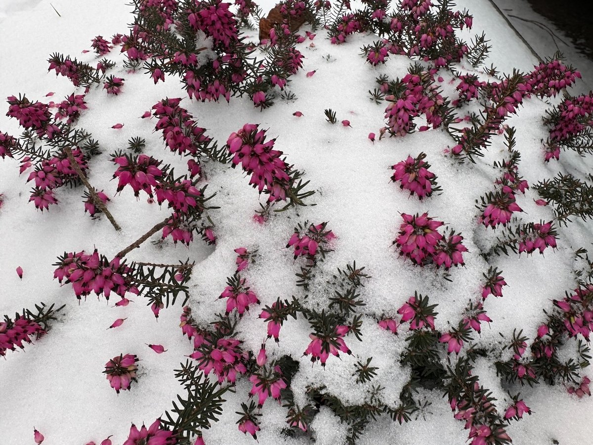 Snow covered Heather