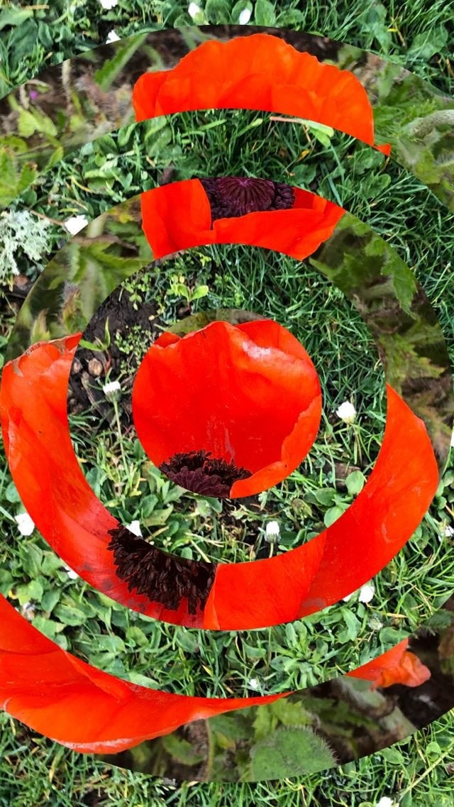 Poppies in grass