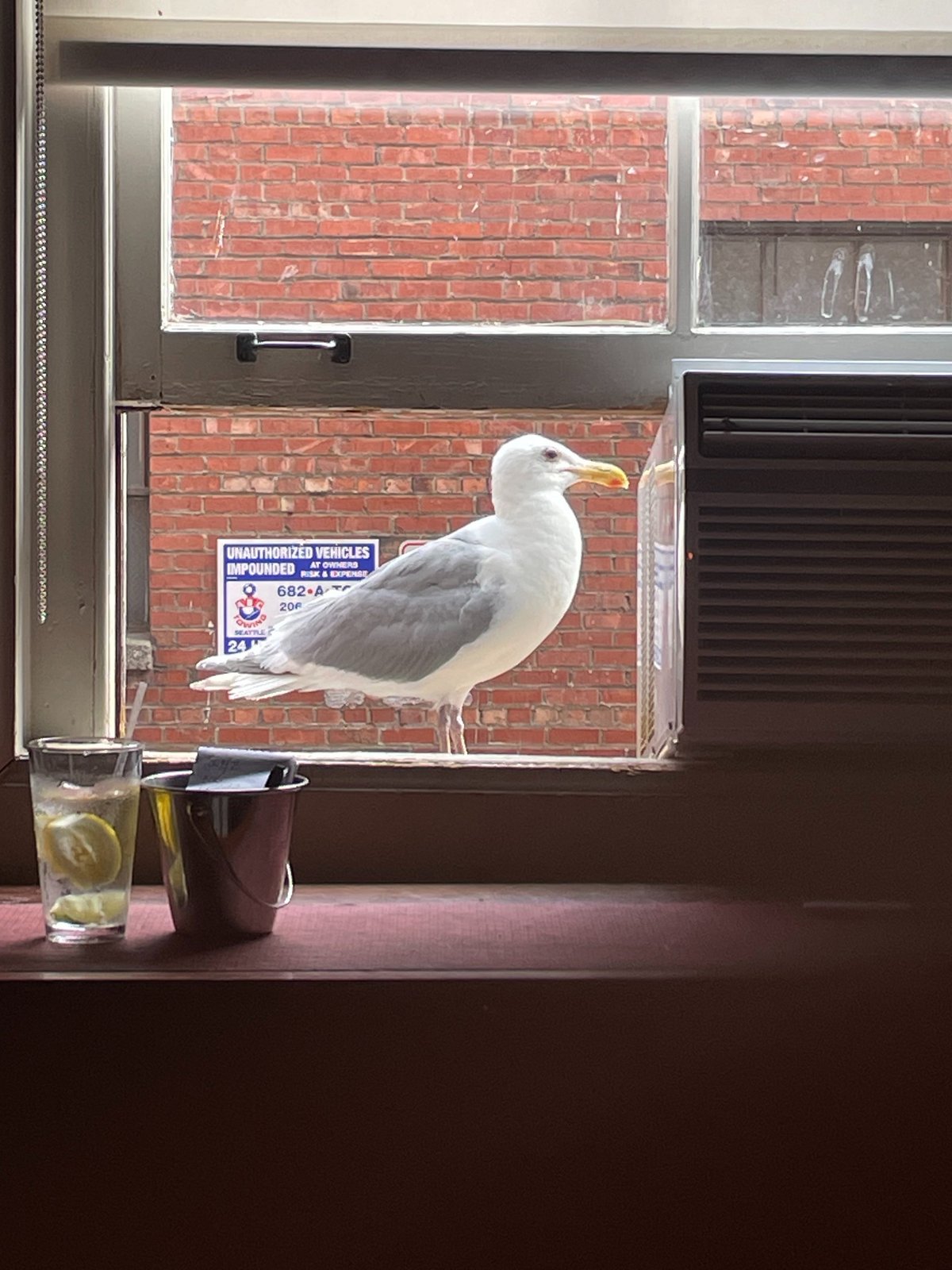 Hopeful Seagull perches outside a bar window